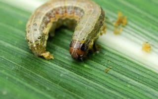 best-termite-pest-control-anaheim-ca