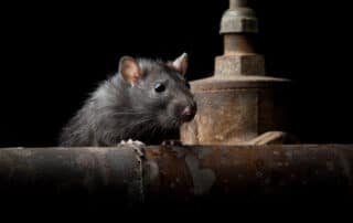 rodent-control-removal-anaheim-hills