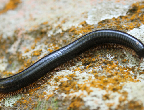 How to Control Millipedes on Your Property