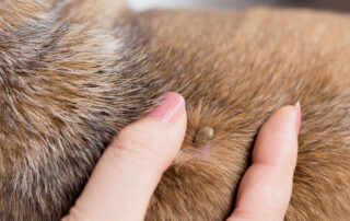 tick-prevention-tips-dogs-pest-control-anaheim-hills