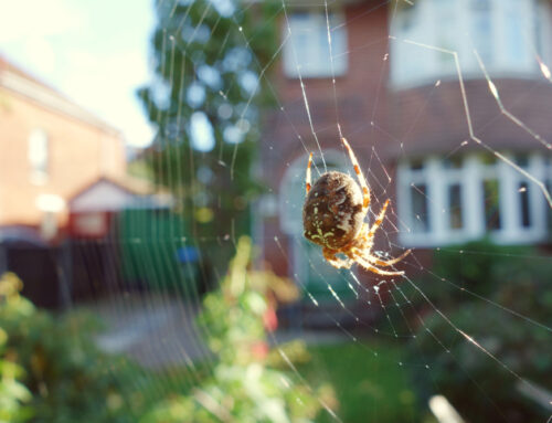 Do Spiders Get Worse During the Summertime?