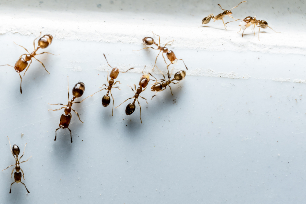 professional-termite-pest-ant-control-anaheim-hills-ca