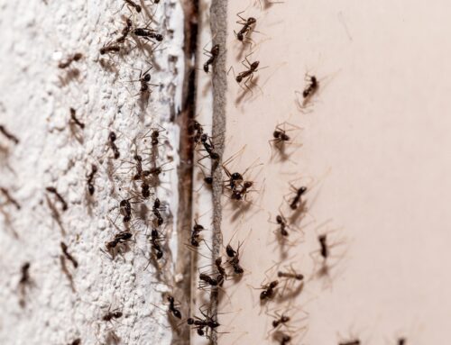 Tips to Help You Prevent Pests During the Winter Season