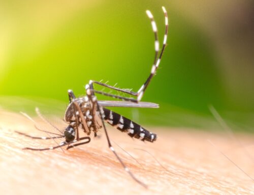 The Hidden Dangers of Mosquito Bites