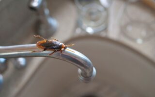 Cockroach Pest Control Experts in Anaheim, CA
