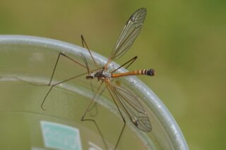 crane flies and mosquitoes pest control experts anaheim ca