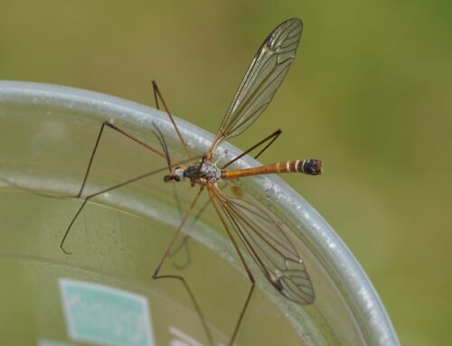 Crane Flies vs. Mosquitoes: Understanding the Differences and Risks