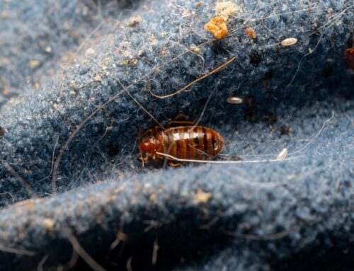 Effective Ways to Control Bed Bugs: How to Eliminate These Unwelcome Pests for Good