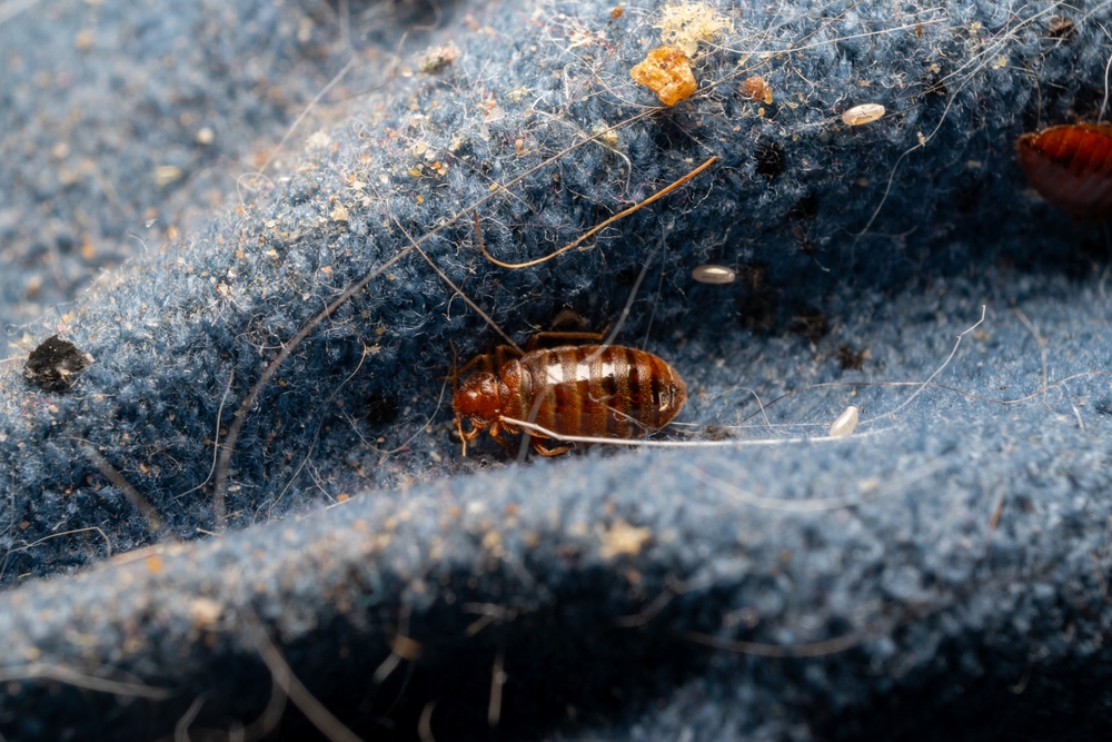 Effective Ways to Control Bed Bugs: How to Eliminate These Unwelcome Pests for Good