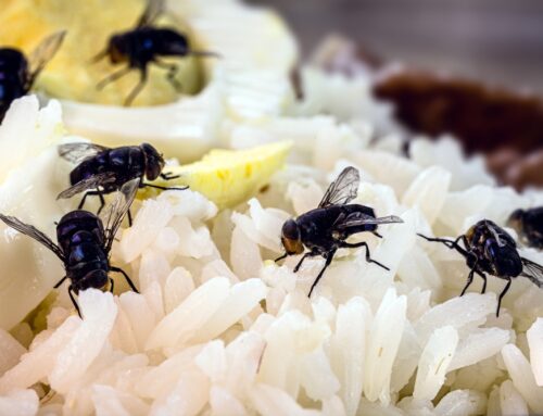 How to Get Rid of Flies in the House: Proven Strategies for a Pest-Free Home