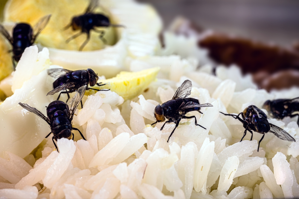 How to Get Rid of Flies in the House: Proven Strategies for a Pest-Free Home
