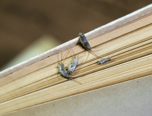 How to Prevent and Control Silverfish in Your Home