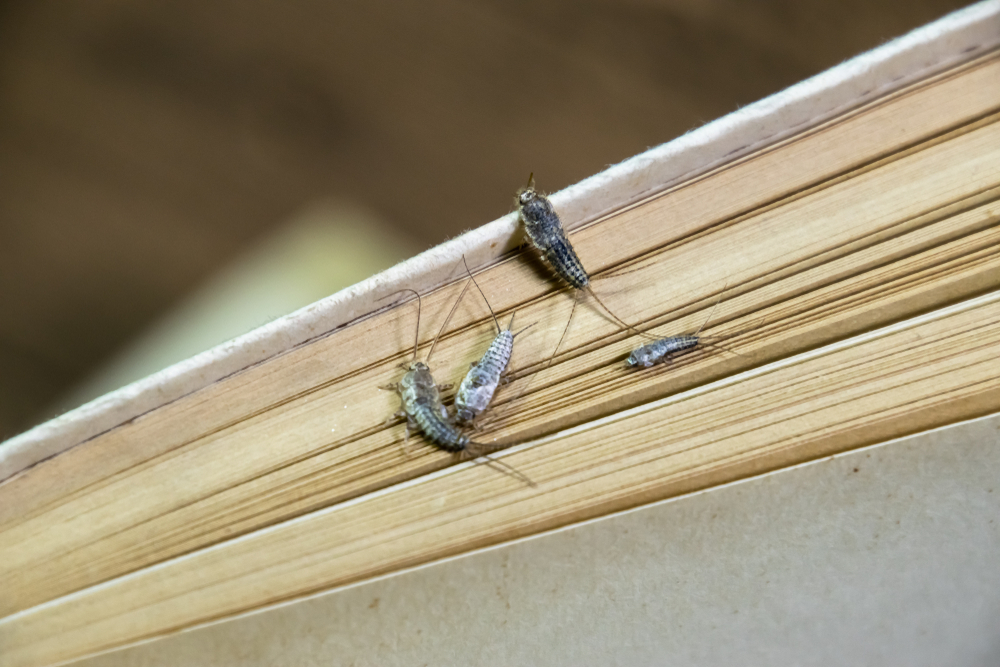 How to Prevent and Control Silverfish in Your Home