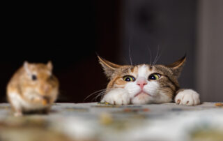 How to Keep Rodents Out of Your Home: Pro Tips from Southwood Pest Control