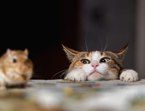 How to Keep Rodents Out of Your Home: Pro Tips from Southwood Pest Control