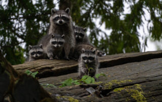How to Get Rid of Raccoons: Safe and Effective Strategies for Homeowners