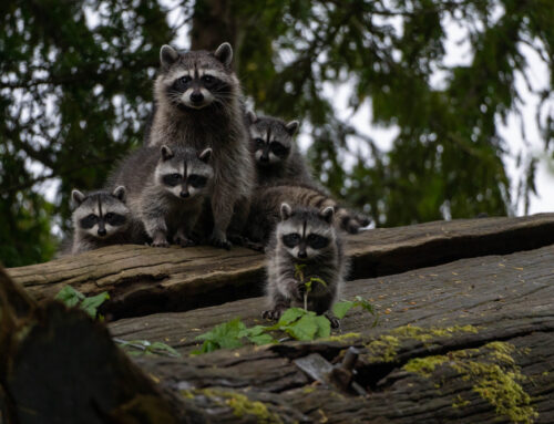 How to Get Rid of Raccoons: Safe and Effective Strategies for Homeowners