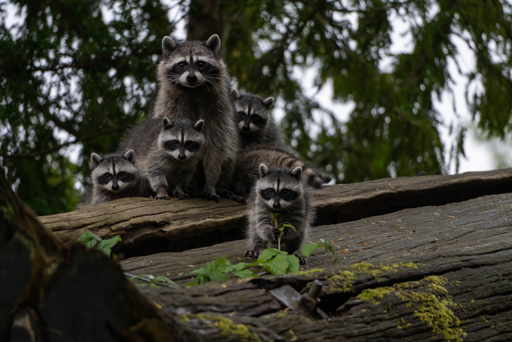 How to Get Rid of Raccoons: Safe and Effective Strategies for Homeowners