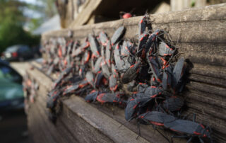 How to Prevent and Control Box Elder Bugs: A Complete Homeowner’s Guide