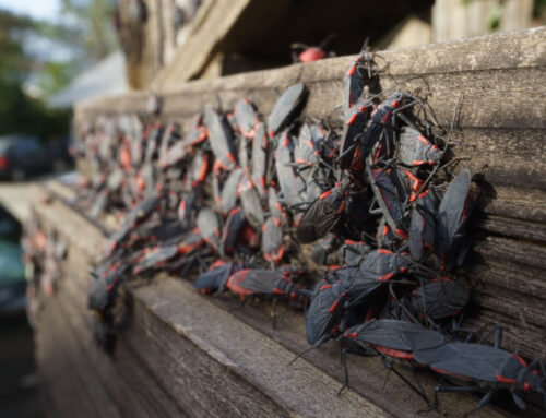 How to Prevent and Control Box Elder Bugs: A Complete Homeowner’s Guide