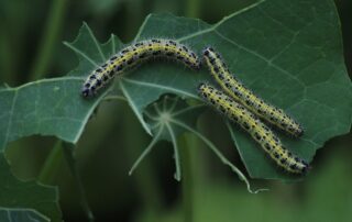 How to Prevent and Control Caterpillars in Your Garden: A Homeowner’s Guide
