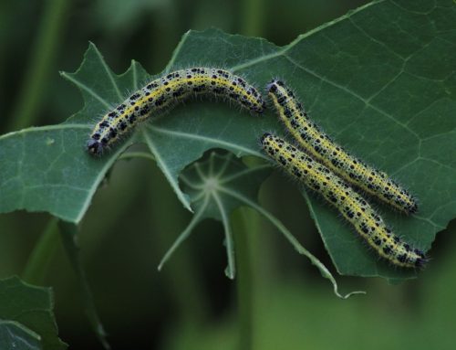 How to Prevent and Control Caterpillars in Your Garden: A Homeowner’s Guide