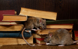 The Dangers of Pest Infestations in Schools and Universities: Why Prevention Matters