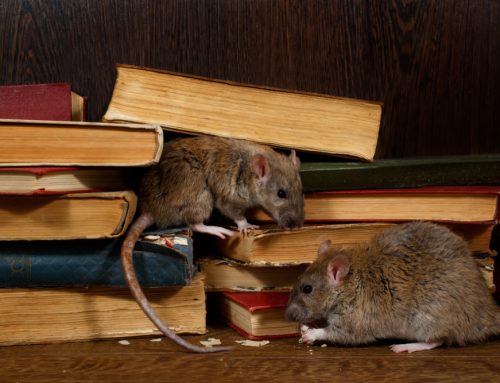 The Dangers of Pest Infestations in Schools and Universities: Why Prevention Matters