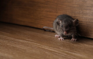 Understanding and Preventing Rat Infestations in Warehouses