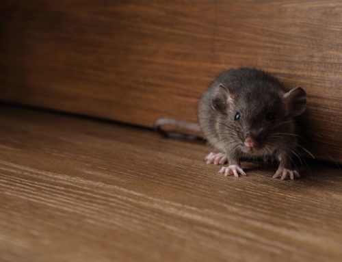 Understanding and Preventing Rat Infestations in Warehouses