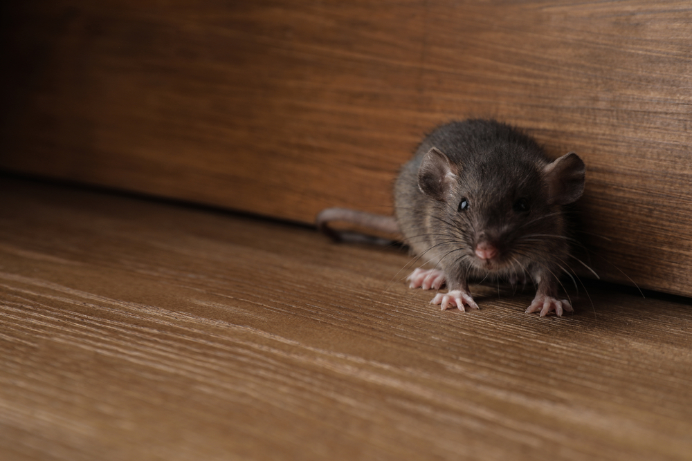Understanding and Preventing Rat Infestations in Warehouses
