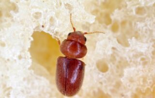 How to Get Rid of Cigarette Beetles and Drugstore Beetles in Your Home