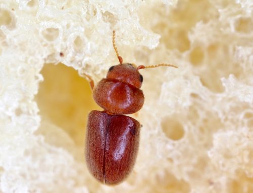 How to Get Rid of Cigarette Beetles and Drugstore Beetles in Your Home