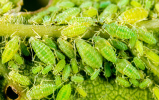 How to Prevent and Control Aphids in Your Garden