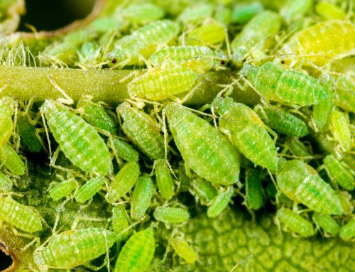 How to Prevent and Control Aphids in Your Garden