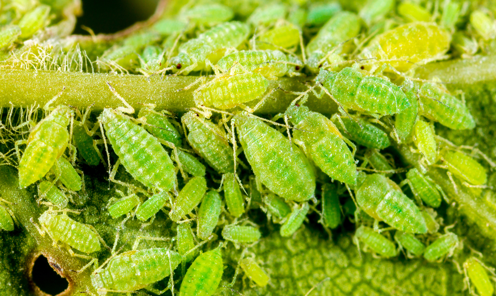 How to Prevent and Control Aphids in Your Garden
