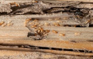 How to Prevent Termites in Your Home
