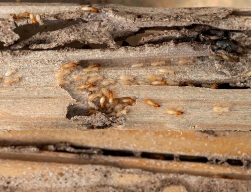 How to Prevent Termites in Your Home