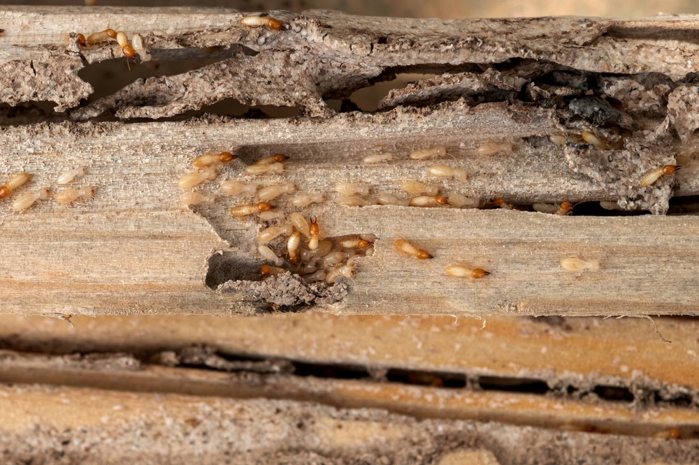 How to Prevent Termites in Your Home
