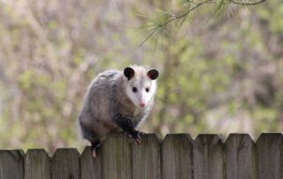 How to Get Rid of Opossums