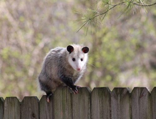 How to Get Rid of Opossums