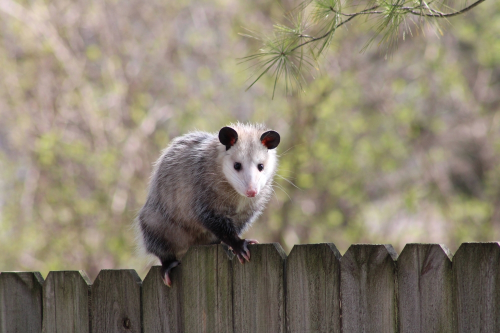 How to Get Rid of Opossums